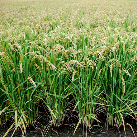 通禾819水稻品种图片